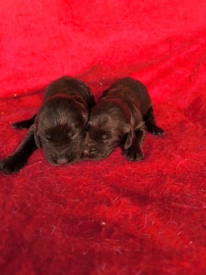 Les chiots de Chien d'Oysel allemand