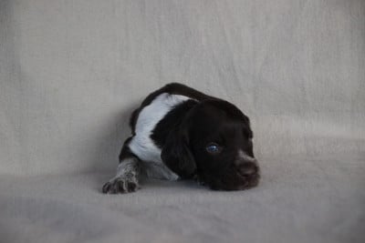 Les chiots de Chien d'Oysel allemand