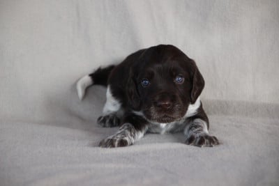 Les chiots de Chien d'Oysel allemand