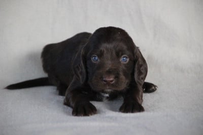Les chiots de Chien d'Oysel allemand