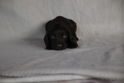 Les chiots de Chien d'Oysel allemand