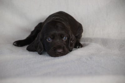 Les chiots de Chien d'Oysel allemand