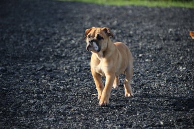 Les chiots de Bulldog continental