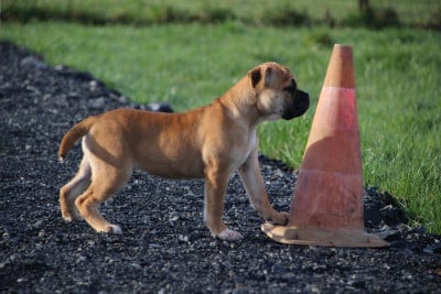Les chiots de Bulldog continental