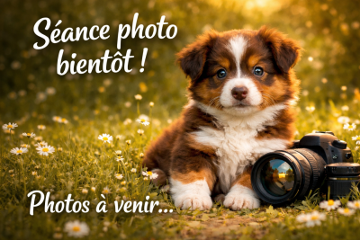 Berger Américain Miniature 