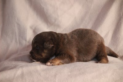 Les chiots de Berger Américain Miniature 