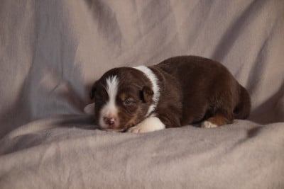 Les chiots de Berger Américain Miniature 