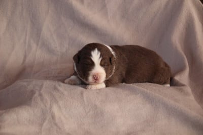 Les chiots de Berger Américain Miniature 