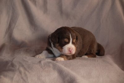 Les chiots de Berger Américain Miniature 