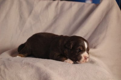 Les chiots de Berger Américain Miniature 