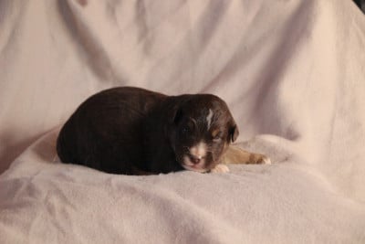 Les chiots de Berger Américain Miniature 