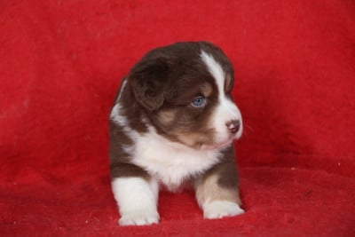 Les chiots de Berger Américain Miniature 