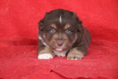 Les chiots de Berger Américain Miniature 