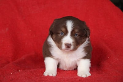 Les chiots de Berger Américain Miniature 