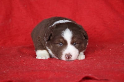 Les chiots de Berger Américain Miniature 