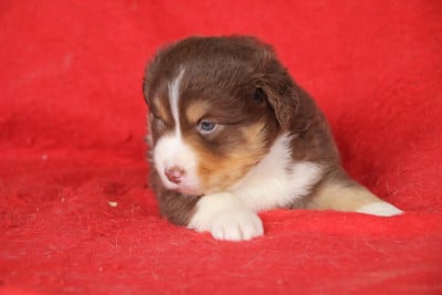 Les chiots de Berger Américain Miniature 