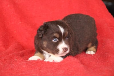 Les chiots de Berger Américain Miniature 