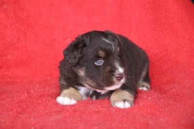 Les chiots de Berger Américain Miniature 