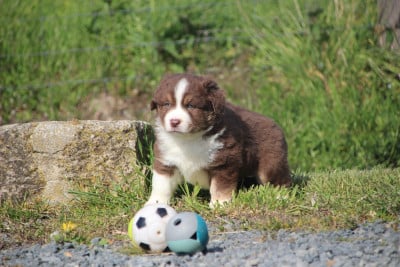 Les chiots de Berger Américain Miniature 