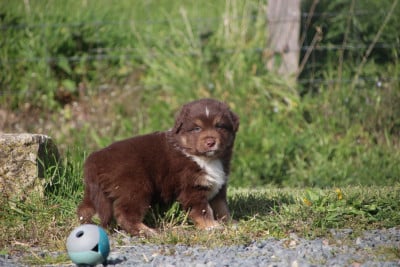 Les chiots de Berger Américain Miniature 