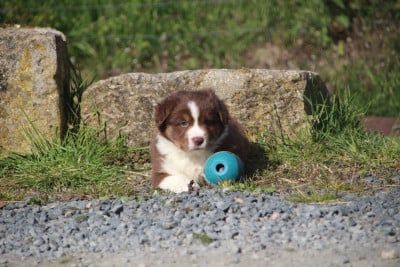 Les chiots de Berger Américain Miniature 
