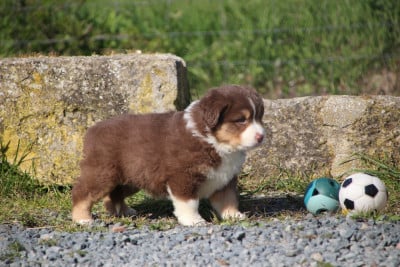 Les chiots de Berger Américain Miniature 