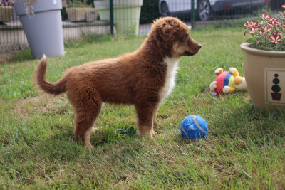 Les chiots de Berger Américain Miniature