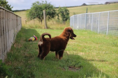 Les chiots de Berger Américain Miniature