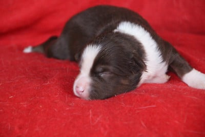 Les chiots de Berger Américain Miniature