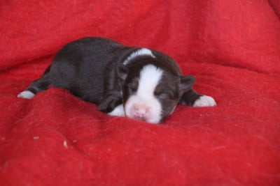 Les chiots de Berger Américain Miniature