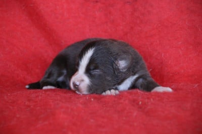 Les chiots de Berger Américain Miniature