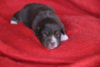 Les chiots de Berger Américain Miniature