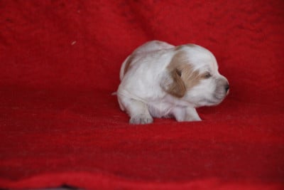 Les chiots de Epagneul Breton