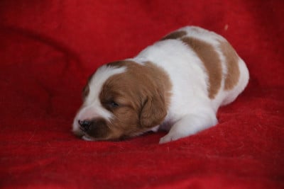 Les chiots de Epagneul Breton