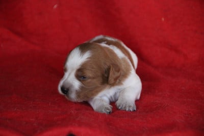 Les chiots de Epagneul Breton
