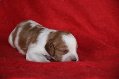 Les chiots de Epagneul Breton