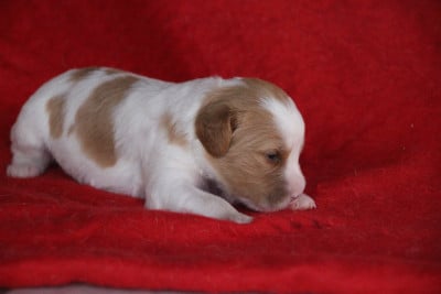 Les chiots de Epagneul Breton