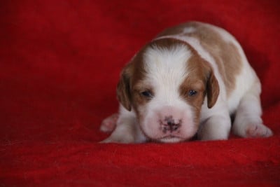 Les chiots de Epagneul Breton