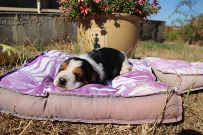 Les chiots de Basset Hound