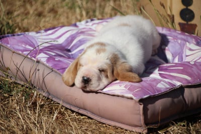 Les chiots de Basset Hound