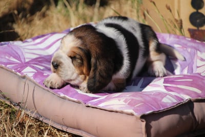 Les chiots de Basset Hound