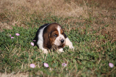 Les chiots de Basset Hound