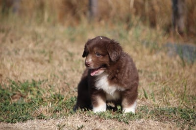 Les chiots de Berger Américain Miniature 