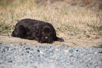 Femelle 1 - Chien d'Oysel allemand