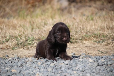 Femelle 2 - Chien d'Oysel allemand
