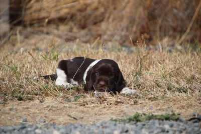 Femelle 3 - Chien d'Oysel allemand