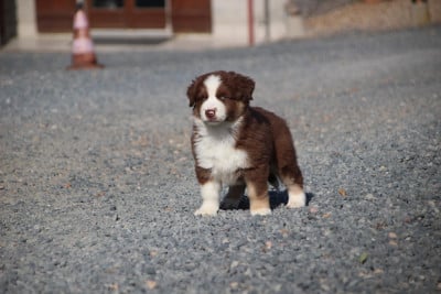 Les chiots de Berger Américain Miniature 