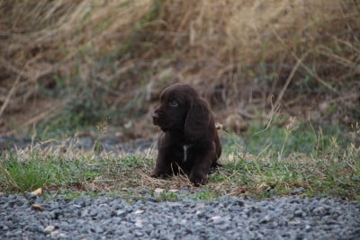 Les chiots de Chien d'Oysel allemand