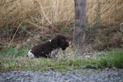 Les chiots de Chien d'Oysel allemand