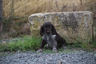 Les chiots de Chien d'Oysel allemand